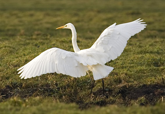 Grotezilverreiger291206F